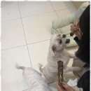 하이뭉치(Hi Moongchi) | 가위컷전문 특별한 돌봄이 있는 평택 하이뭉치 애견미용 후기