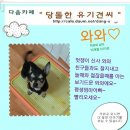 와와 이미지