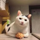 이리온 | 개냥이 만들기 프로젝트! '내새끼 이리온 핸드 토너' 솔직후기