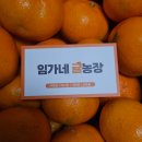 산하농장 | 제주 감귤 택배 홍귤 5kg 맛집 추천 임가네 귤농장