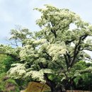 미단시티8호 근린공원 이미지