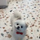 포그나개 이미지