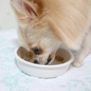 출출한강아지 이미지