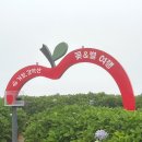 바람의언덕길 | 거창 감악산 축제 별바람언덕길 아스타국화 10/7 후기