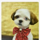 바오펫샵 이미지