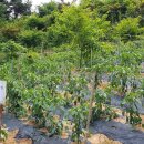 도덕농장 이미지