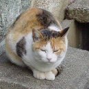 삼색이동물병원 이미지