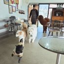 서울동물 | 서울근교 동물 카페 옴뇸뇸 후기｜알파카 있는 동물카페, 아이랑 가볼만한 곳