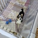 베스트 프렌즈 동물병원 | 제주 새별프렌즈 애월 아이랑 동물체험 여름 방문후기