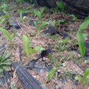 처음농장 이미지