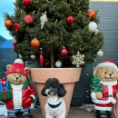 돌담펫호텔 이미지