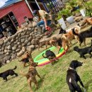 개들의성 이미지