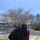 전라도 광주 대형 카페 크림집 추천 후기 벚꽃 구경 주차 가능