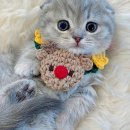 내방안 고양이 이미지