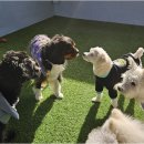 리치펫하우스 이미지