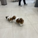 베베동물병원 이미지