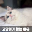 그루밍캐터리 이미지
