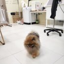 털이몽땅 이미지