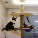 Paxi(팩시) 이미지