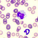 목동찬동물의료센터 이미지