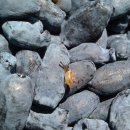 허니댕댕 이미지