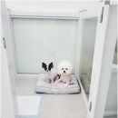 아임댕댕 이미지