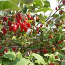 가실농장 이미지