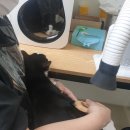 고양이 미용&호텔 뽀냥 | 창동 강북 노원 고양이 미용 &amp; 호텔 뽀냥 (트라우마가 되지 않도록) 고양이 목욕 후기