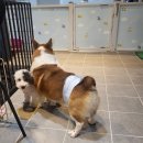 멍멍나래 애견미용 이미지