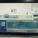 하영횟집 | 서귀포 고등어회 맛집 하영횟집 내돈내산 후기