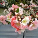 산 막 Daum카페
