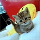 펫365 강아지분양 고양이분양 전주본점 이미지