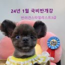 이지애견미용학원