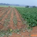 창대농장 이미지