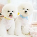 동동 애견 미용 이미지