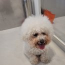 도그아레아 이미지