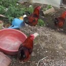 신흥토종닭농장 이미지