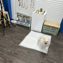 퍼리테일 이미지