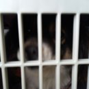 비비펫동물병원 이미지