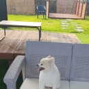 더예쁘개 이미지