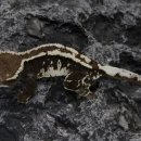 장안녹십자 이미지