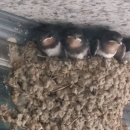 제비 진드기 구제 방법 이미지