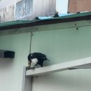 까치PC방 이미지