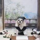강아지풍경
