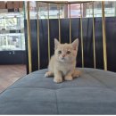 도그마루 고양이 강아지 무료분양 이미지