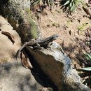 보타니코 이미지