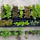 순열농장 이미지