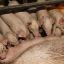 도나도나 이미지