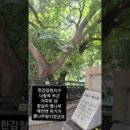 잠실리뽕나무 이미지