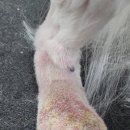 폴인럽 애견&고양이 미용 돌봄&호텔 이미지